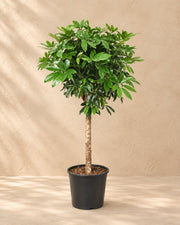 Schefflera op stam (Schefflera sp.) van 150 cm hoog in kweekpot van 30 cm