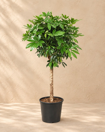 Schefflera op stam (Schefflera sp.) van 150 cm hoog in kweekpot van 30 cm