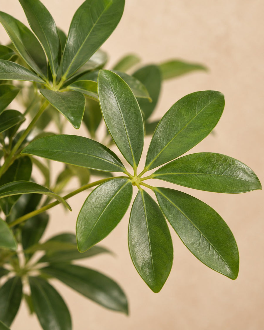 Schefflera 130cm - ø30