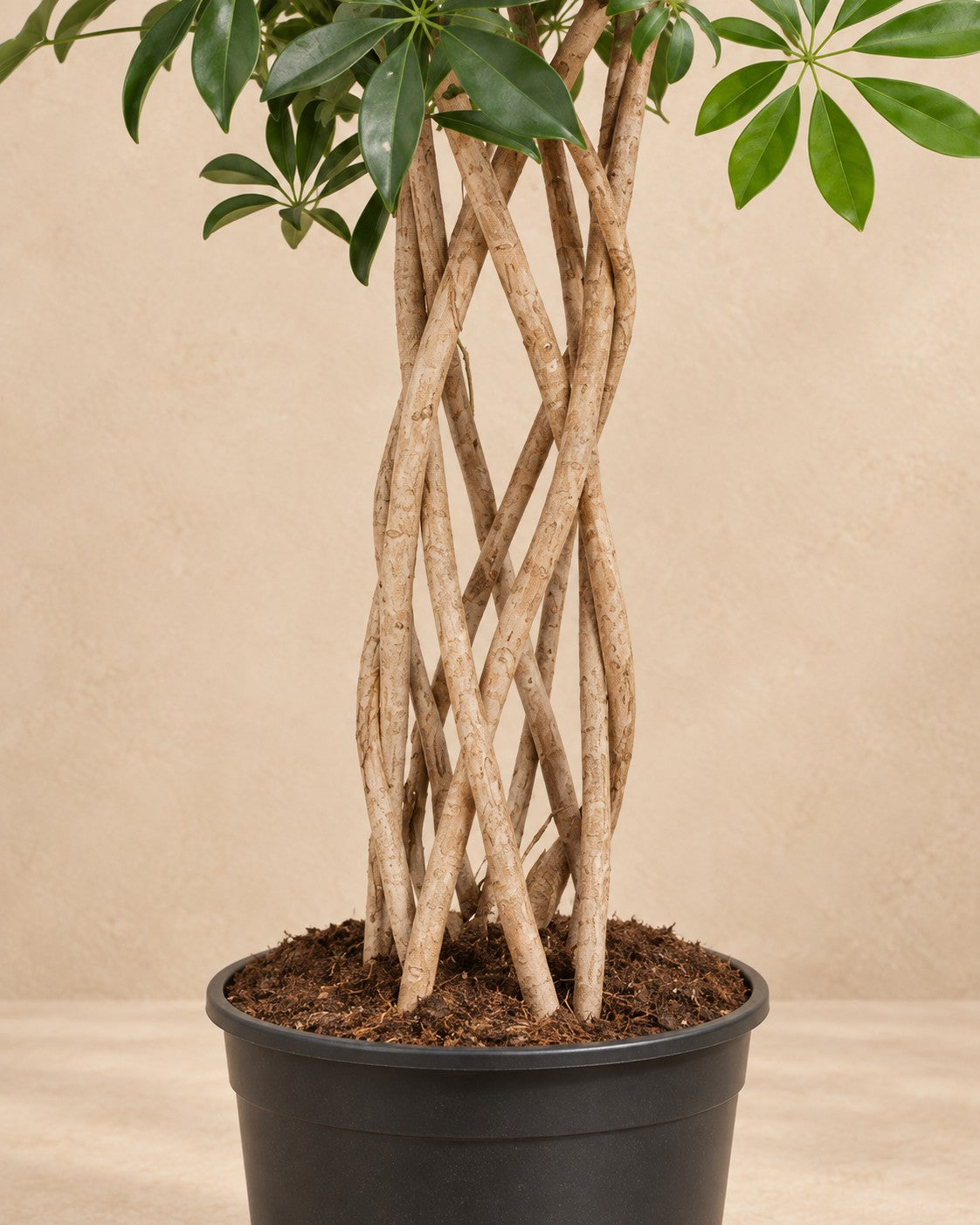 Parte bassa di Schefflera (Schefflera arboricola) con il vaso di coltivazione