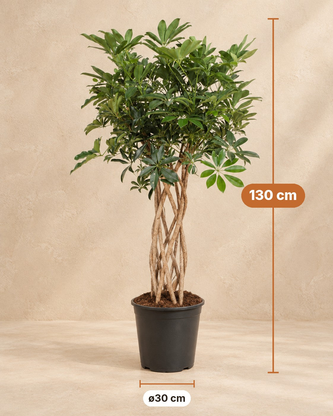Dimensioni Schefflera: altezza 130 cm, vaso ø30 cm