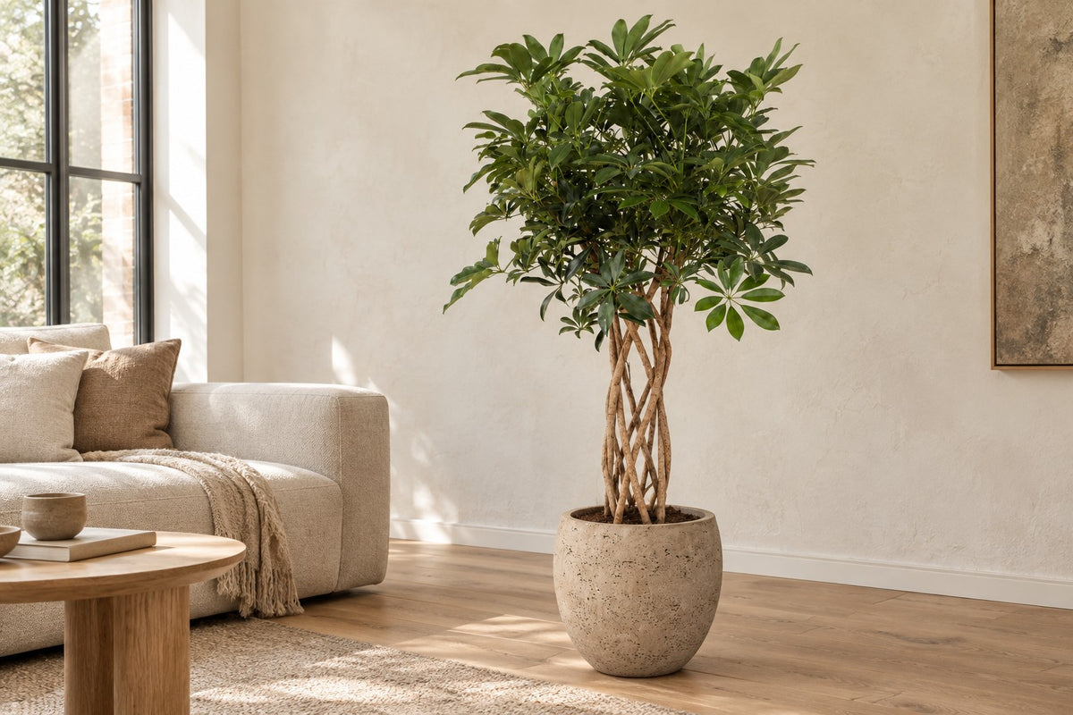 Schefflera, 130 cm, in vaso Orb Grey Washed in un soggiorno luminoso