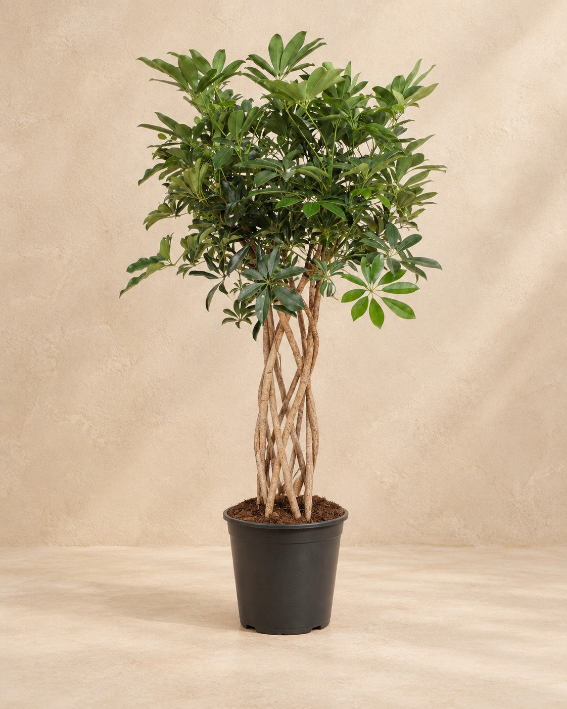 Schefflera (Schefflera arboricola) van 130 cm hoog in kweekpot van 30 cm