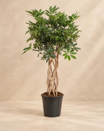 Schefflera (Schefflera arboricola), alta 130 cm in vaso di coltivazione da 30 cm