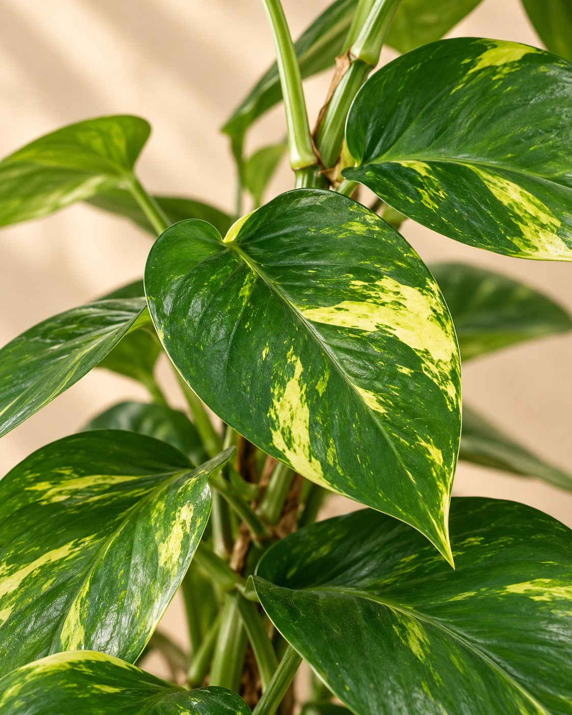 Close-up van het blad van de Scindapsus (Epipremnum)