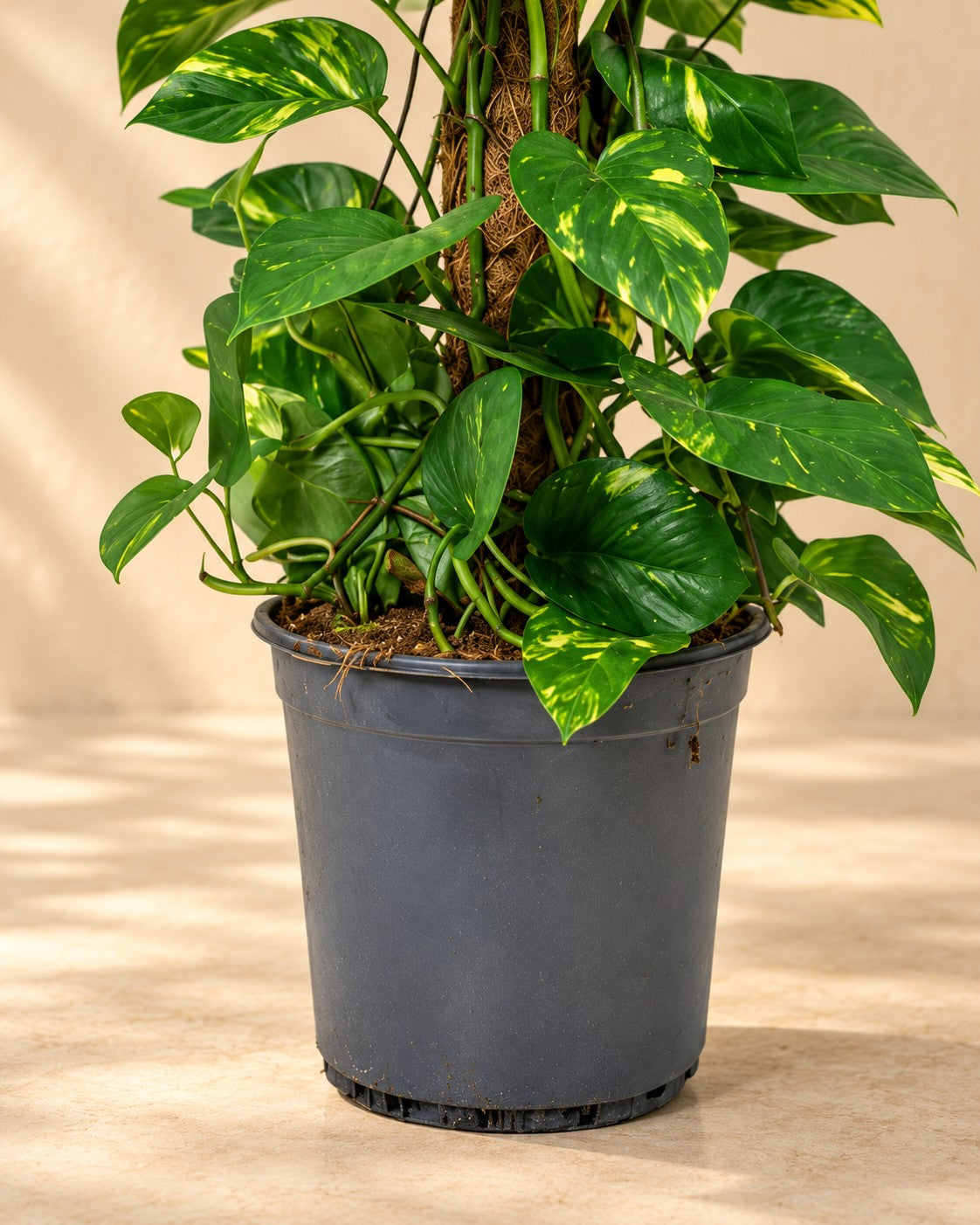 Onderste deel van de Scindapsus (Epipremnum) met de kweekpot