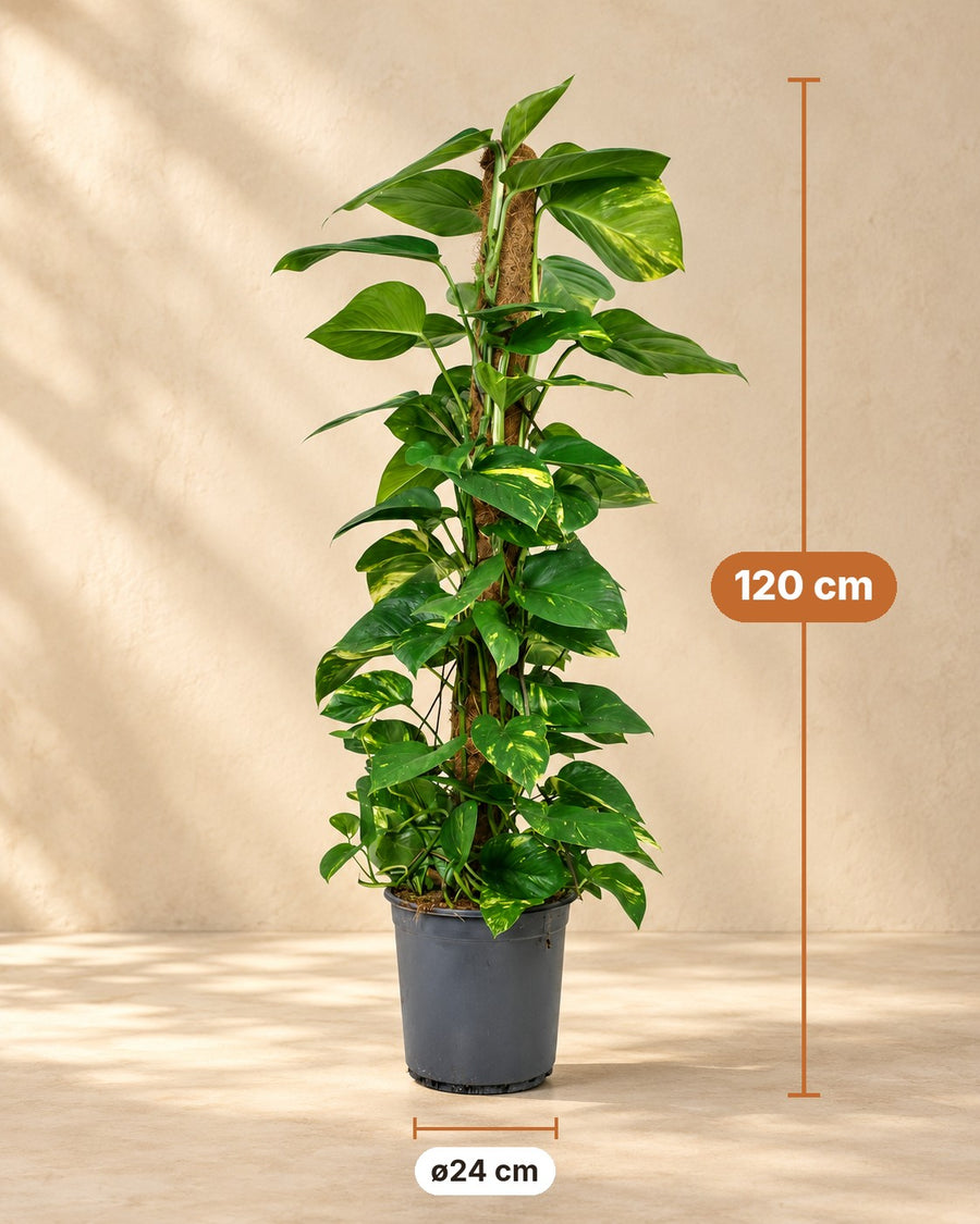 Scindapsus (Epipremnum) 120 cm hoog, pot ø24 cm