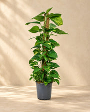Scindapsus (Epipremnum) van 120 cm hoog in kweekpot van 24 cm