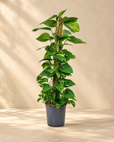 Scindapsus (Epipremnum) van 120 cm hoog in kweekpot van 24 cm