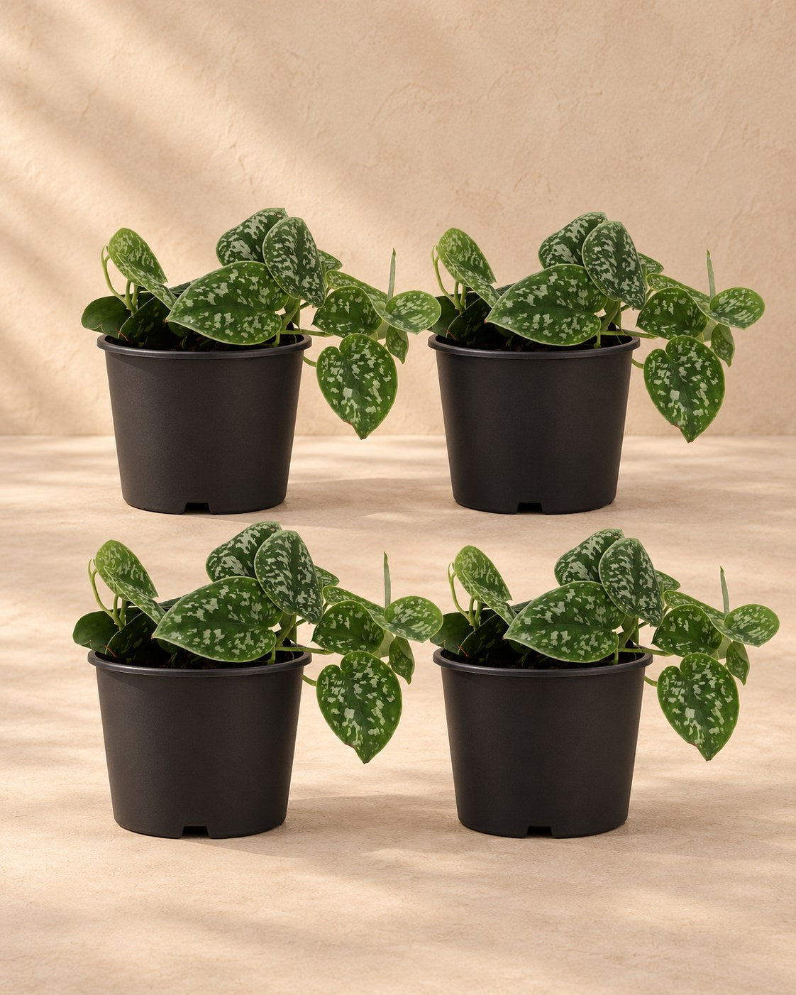 Sølvvin , 4 planter, potte ø12 cm