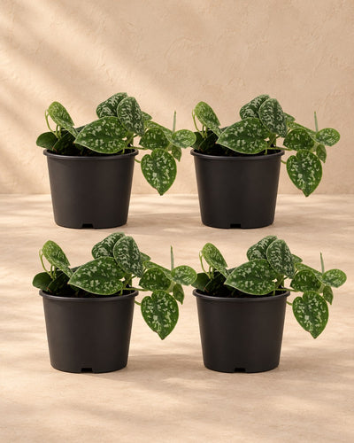 Sølvvin , 4 planter, potte ø12 cm