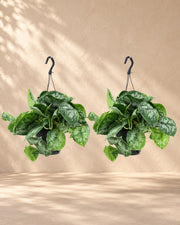 Scindapsus pictus 'Trebie'