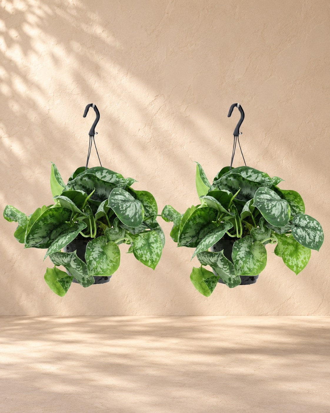 Scindapsus pictus 'Trebie'