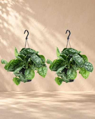 Scindapsus pictus 'Trebie'