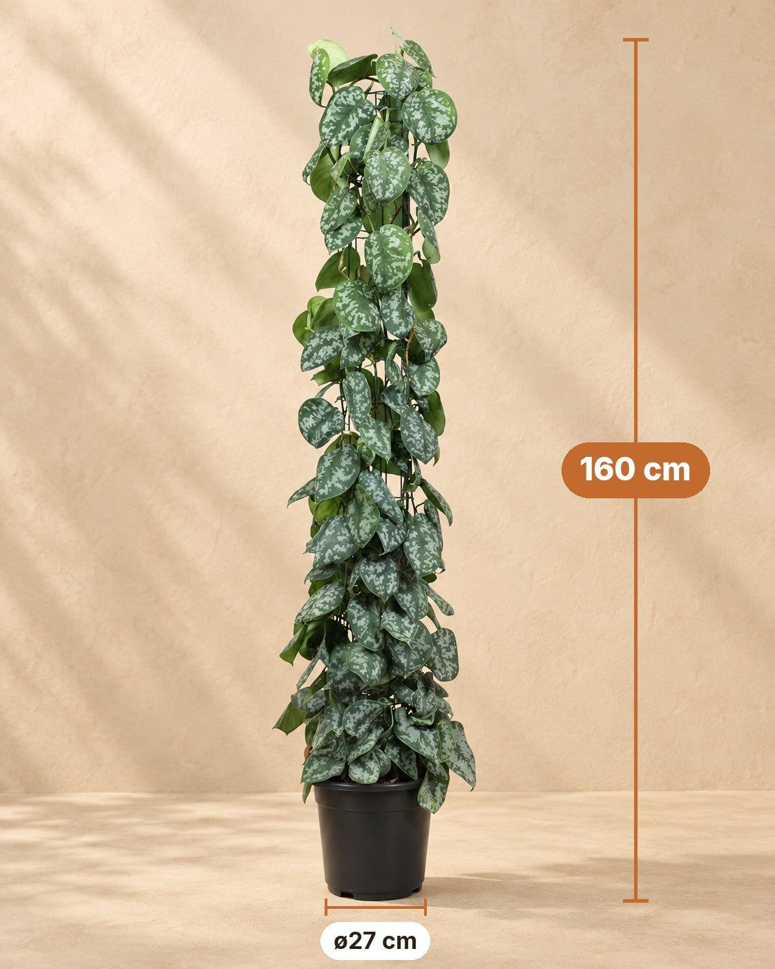 Dimensioni Scindapsus pictus Trebie su traliccio: altezza 160 cm, vaso ø27 cm