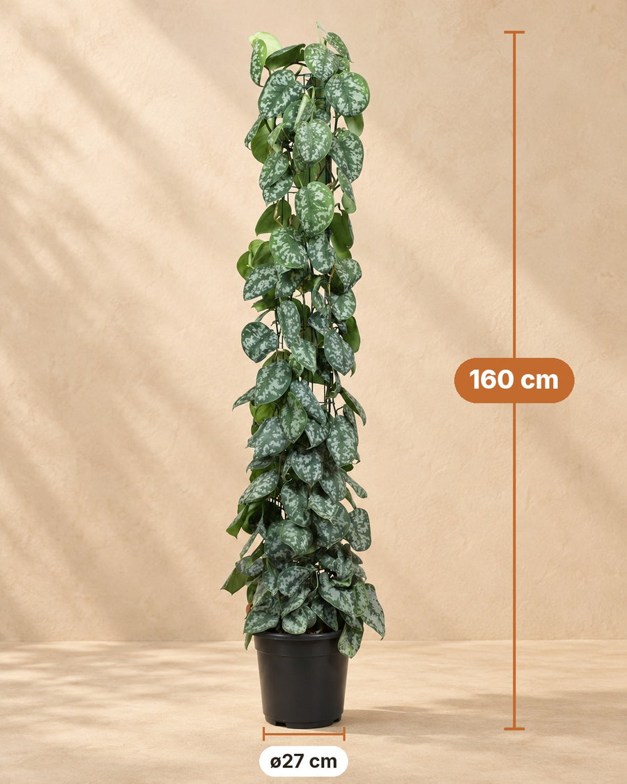 Scindapsus pictus Trebie su traliccio 160 cm di altezza, vaso ø27 cm