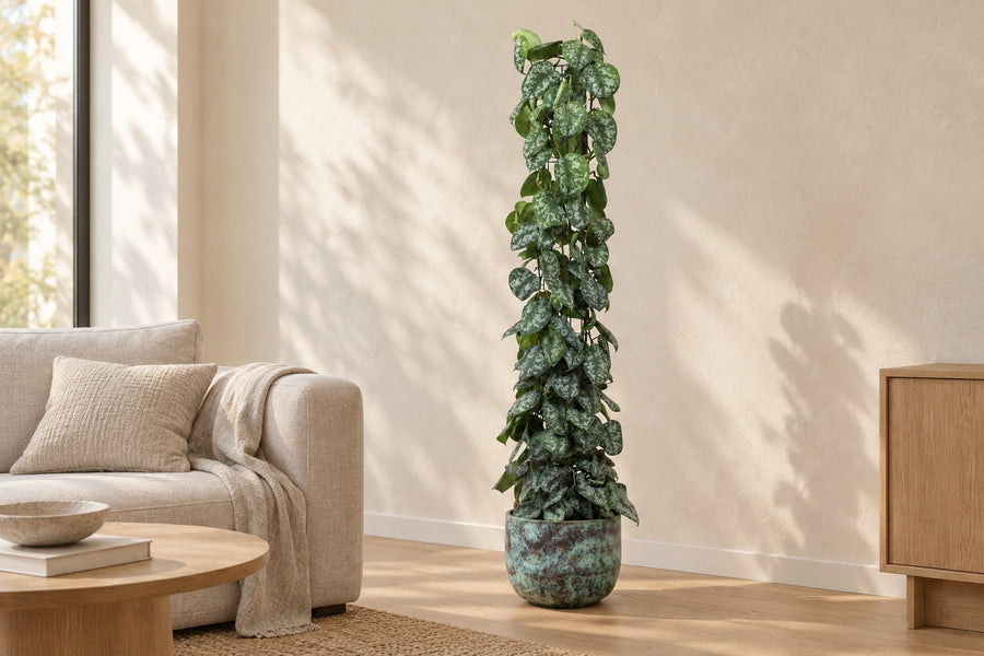 Scindapsus pictus Trebie su traliccio 160 cm di altezza, vaso ø27 cm