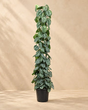 Scindapsus pictus Trebie su traliccio (Scindapsus pictus 'Trebie'), alta 160 cm in vaso di coltivazione da 27 cm