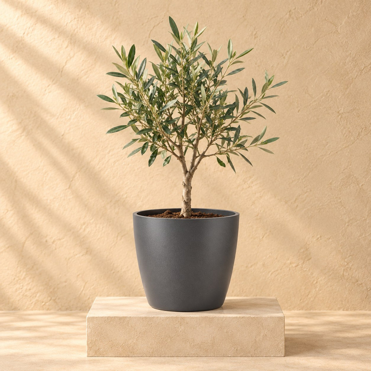 Maceta decorativa Elho Brussels round antracita Ø30 x H27 cm, con planta