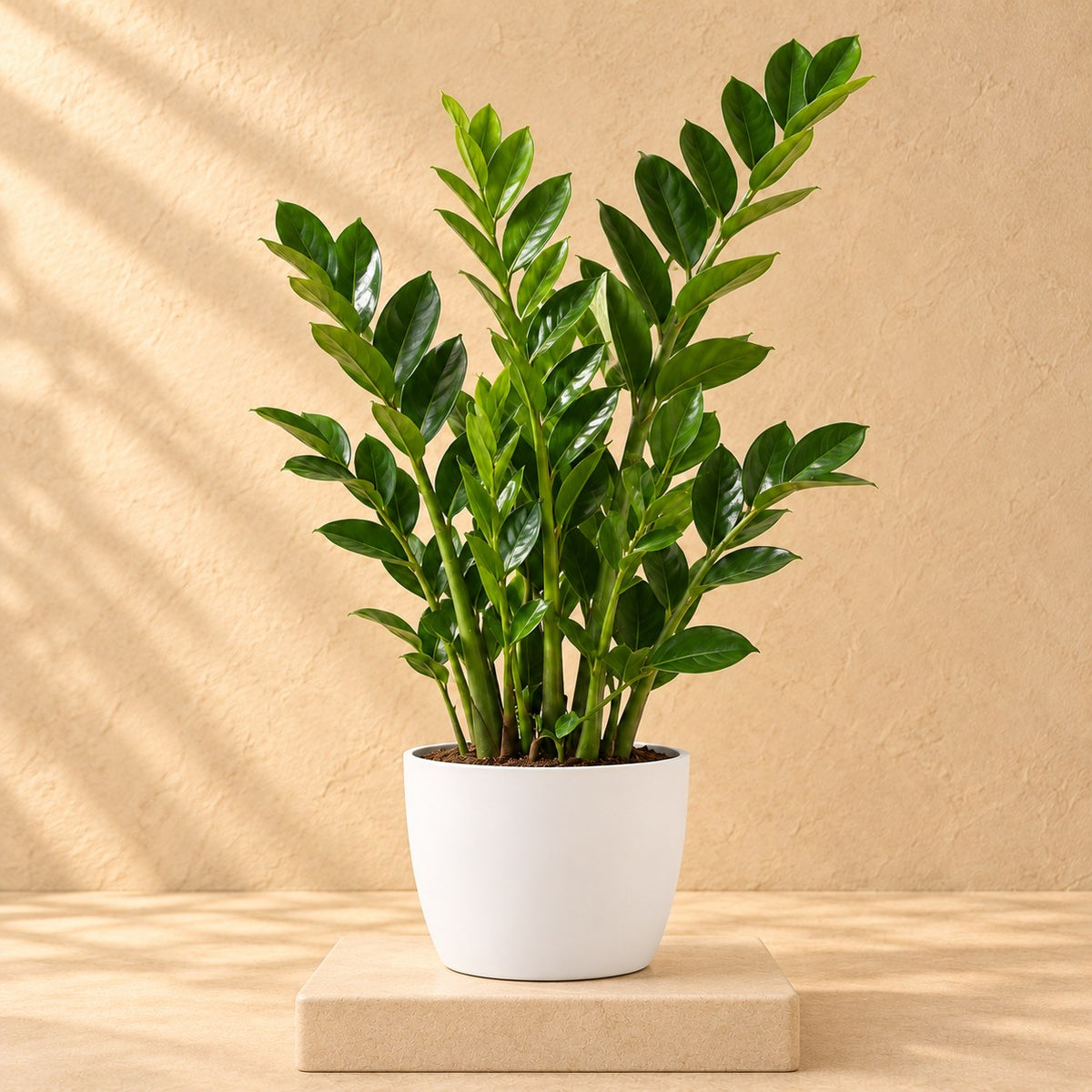 Pot décoratif Elho Bruxelles rond blanc Ø20 x H19 cm, avec plante