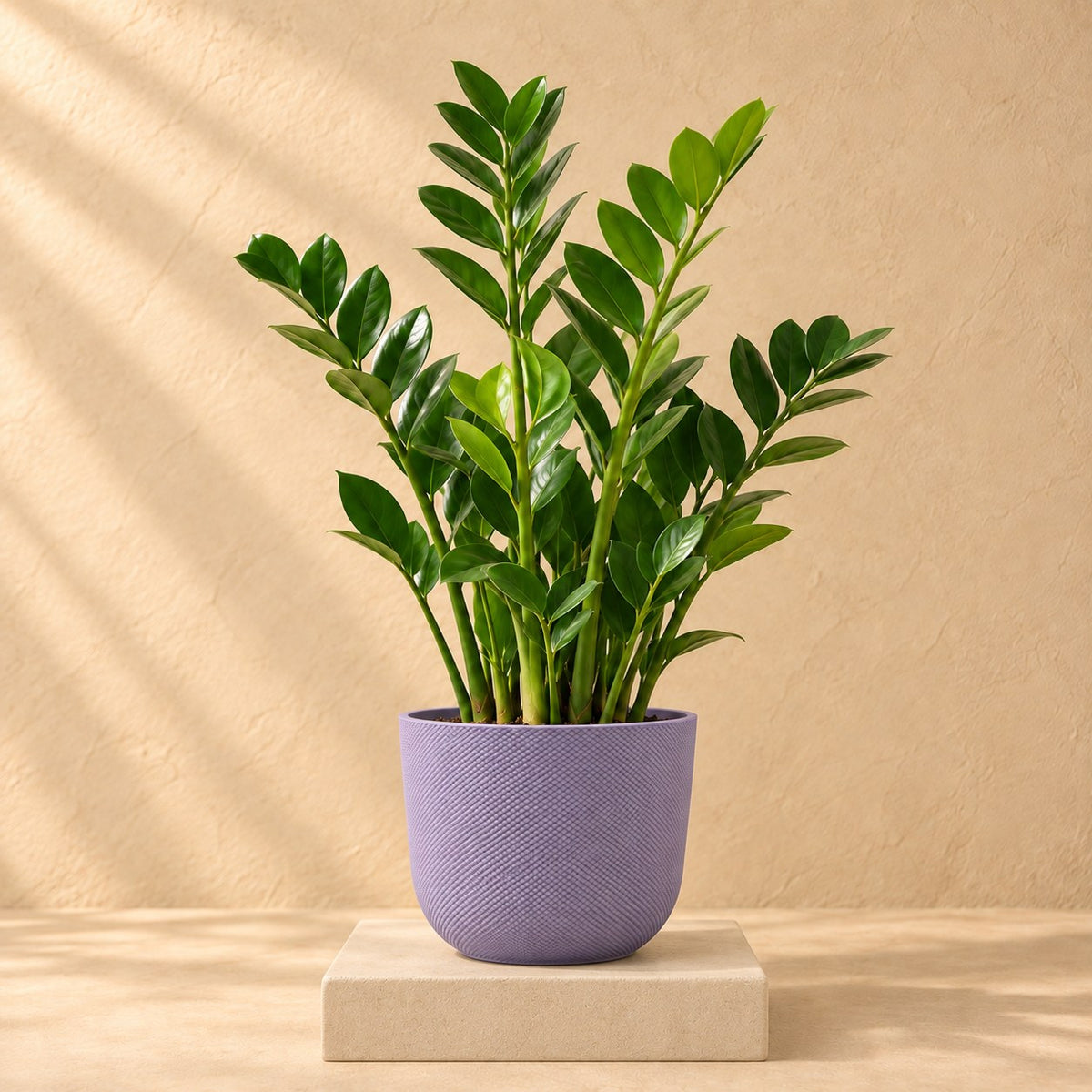 Decorative pot Elho Jazz Round Lavender Lilac Ø14 x H13 cm, planted