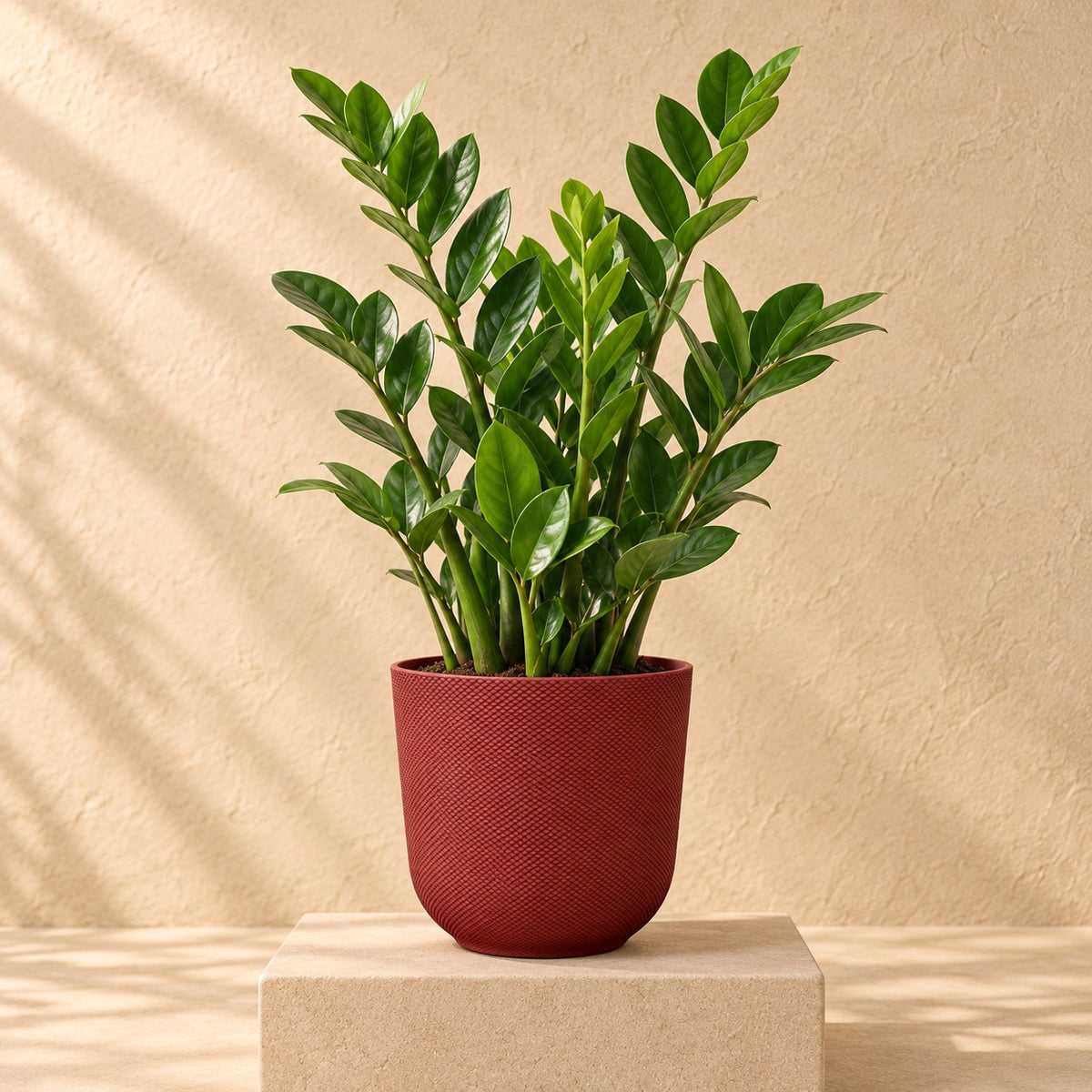 Maceta decorativa Elho Jazz Round tuscan red Ø14 x Al13 cm, con planta