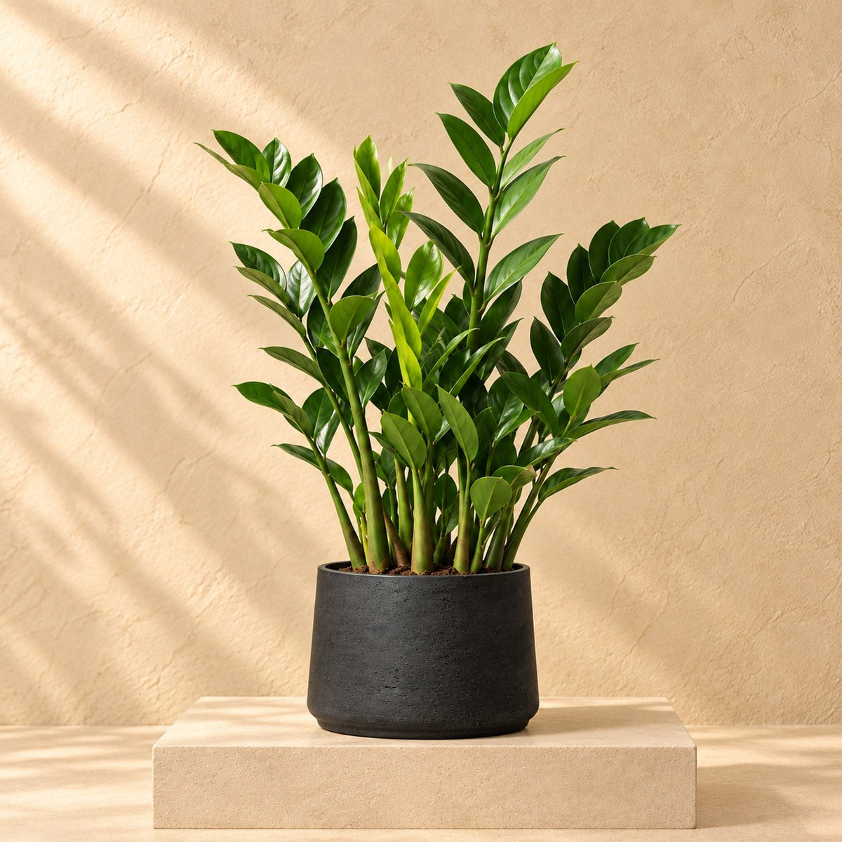 Sierpot Patt Black Washed Ø23 x H19 cm, beplant