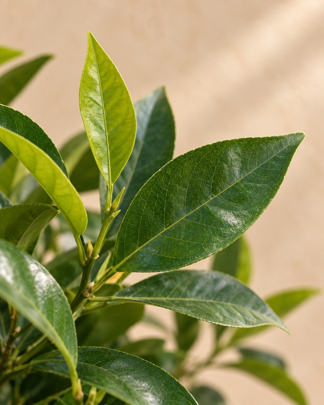 Primer plano de las hojas de Naranjo (Citrus sinensis)