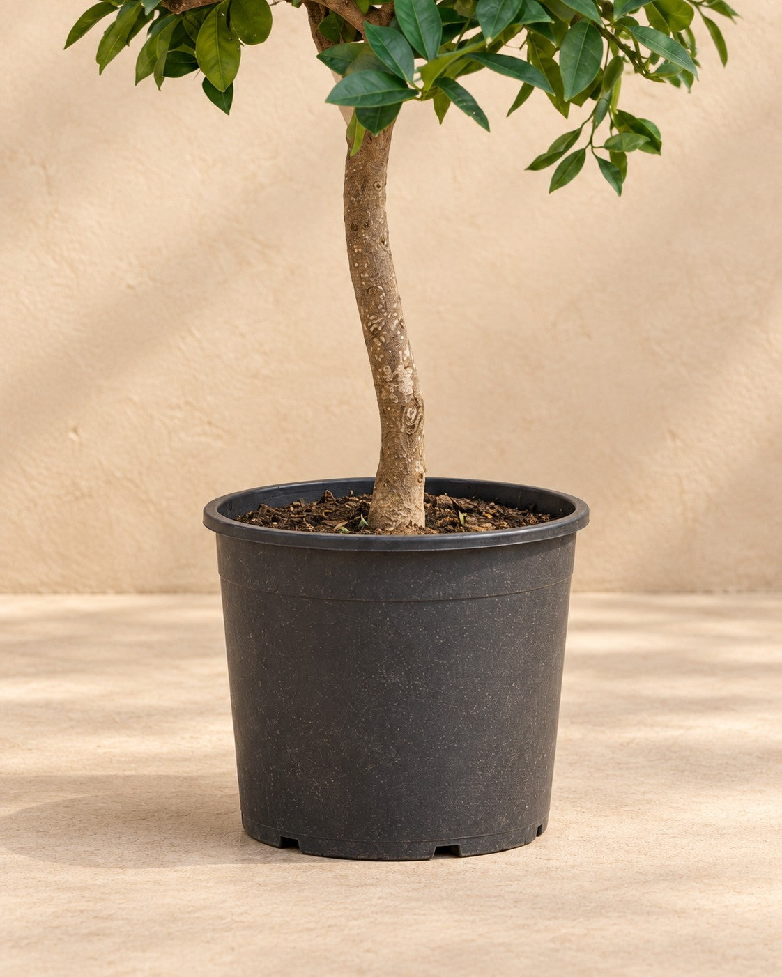 Parte inferior de Naranjo (Citrus sinensis) con su maceta de cultivo