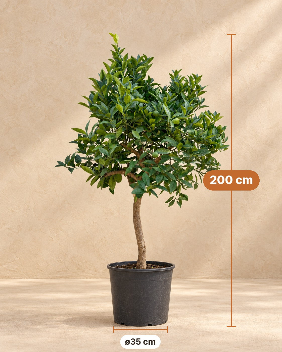 Medidas de Naranjo: 200 cm de altura, maceta ø35 cm