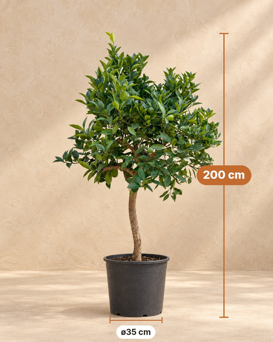 Naranjo (Citrus sinensis) 200 cm de altura, maceta ø35 cm