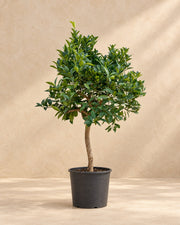 Naranjo (Citrus sinensis), 200 cm de altura en maceta de cultivo de 35 cm