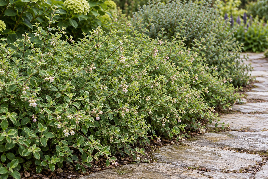 Snebær 'Hancock' (Symphoricarpos x chenaultii)
