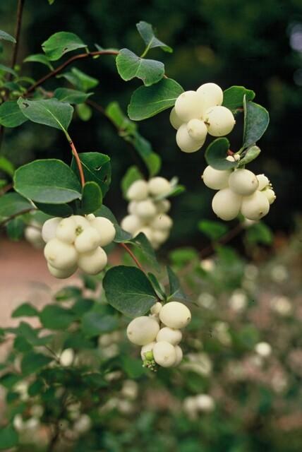 Snebær 'Hancock' (Symphoricarpos x chenaultii)