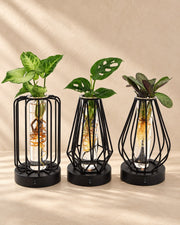 Talee in vetro con lampada LED