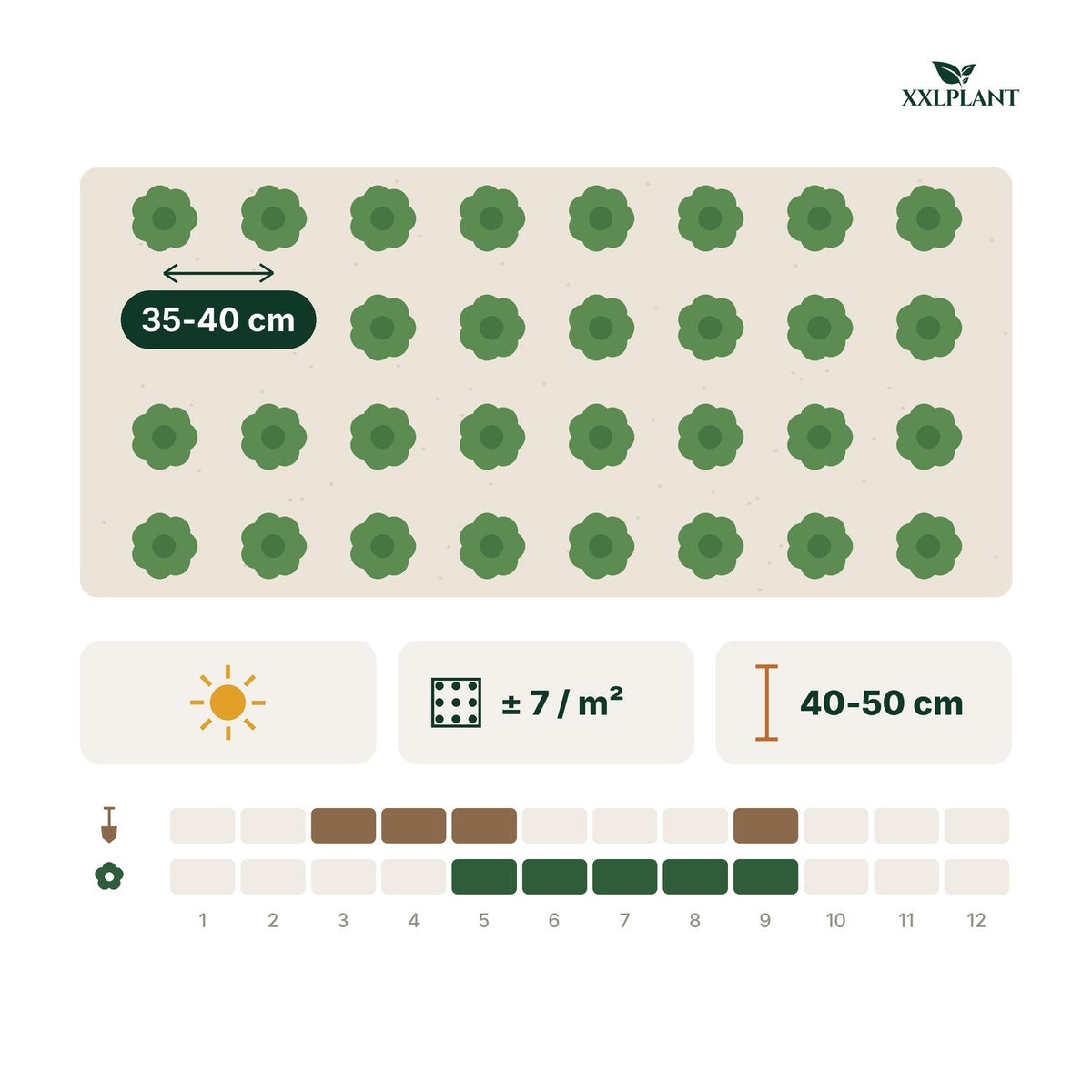 Plantkaart Steppesalie 'Mainacht': 35-40 cm uit elkaar, ongeveer 7 per m²