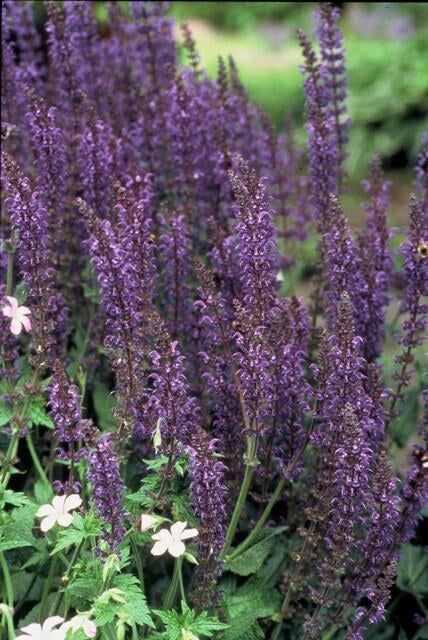 Steppesalie 'Mainacht' in de tuin