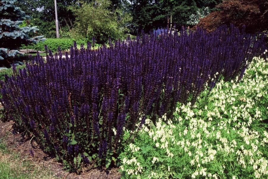 Steppesalie 'Mainacht' in de tuin