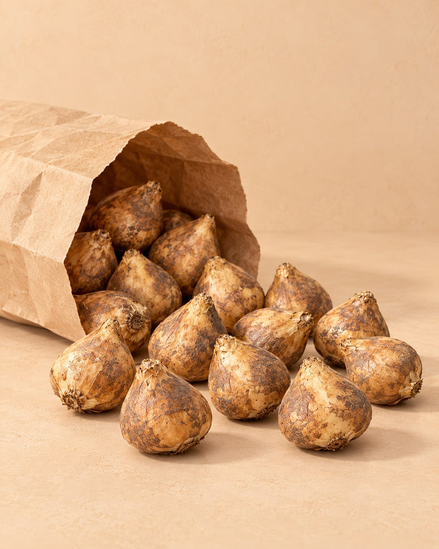 Bulbos de escila Siberica (Scilla)