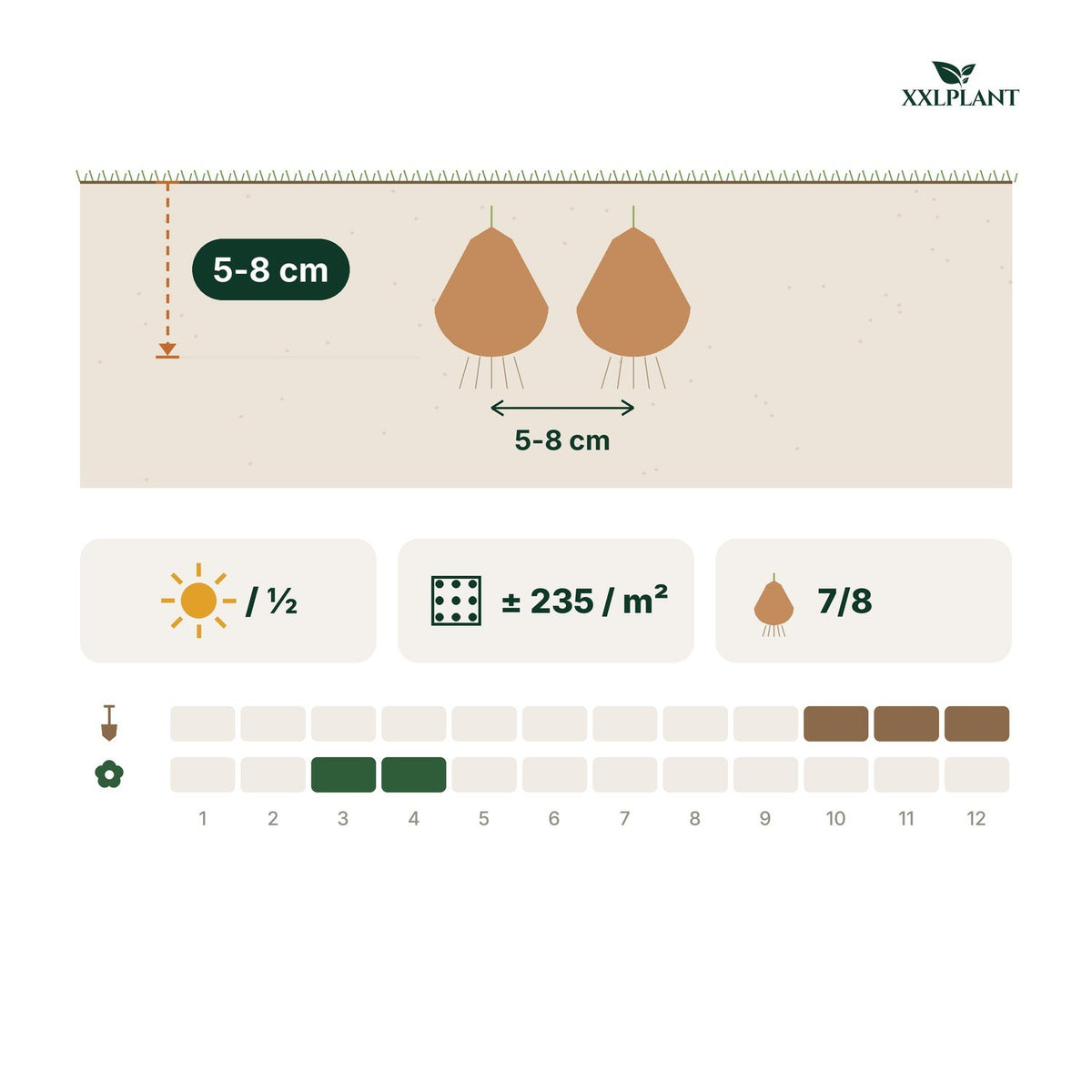 Guía de plantación Bulbos de escila Siberica: 5-8 cm de profundidad, 5-8 cm de separación