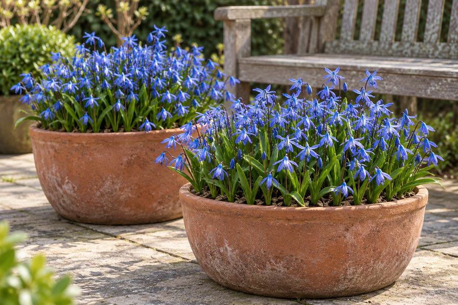 Bulbos de escila Siberica (Scilla)