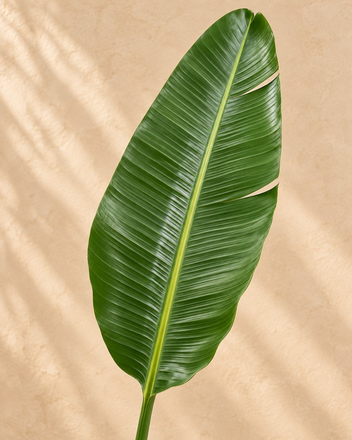 Närbild på bladen hos Strelitzia augusta XXL (Strelitzia alba)