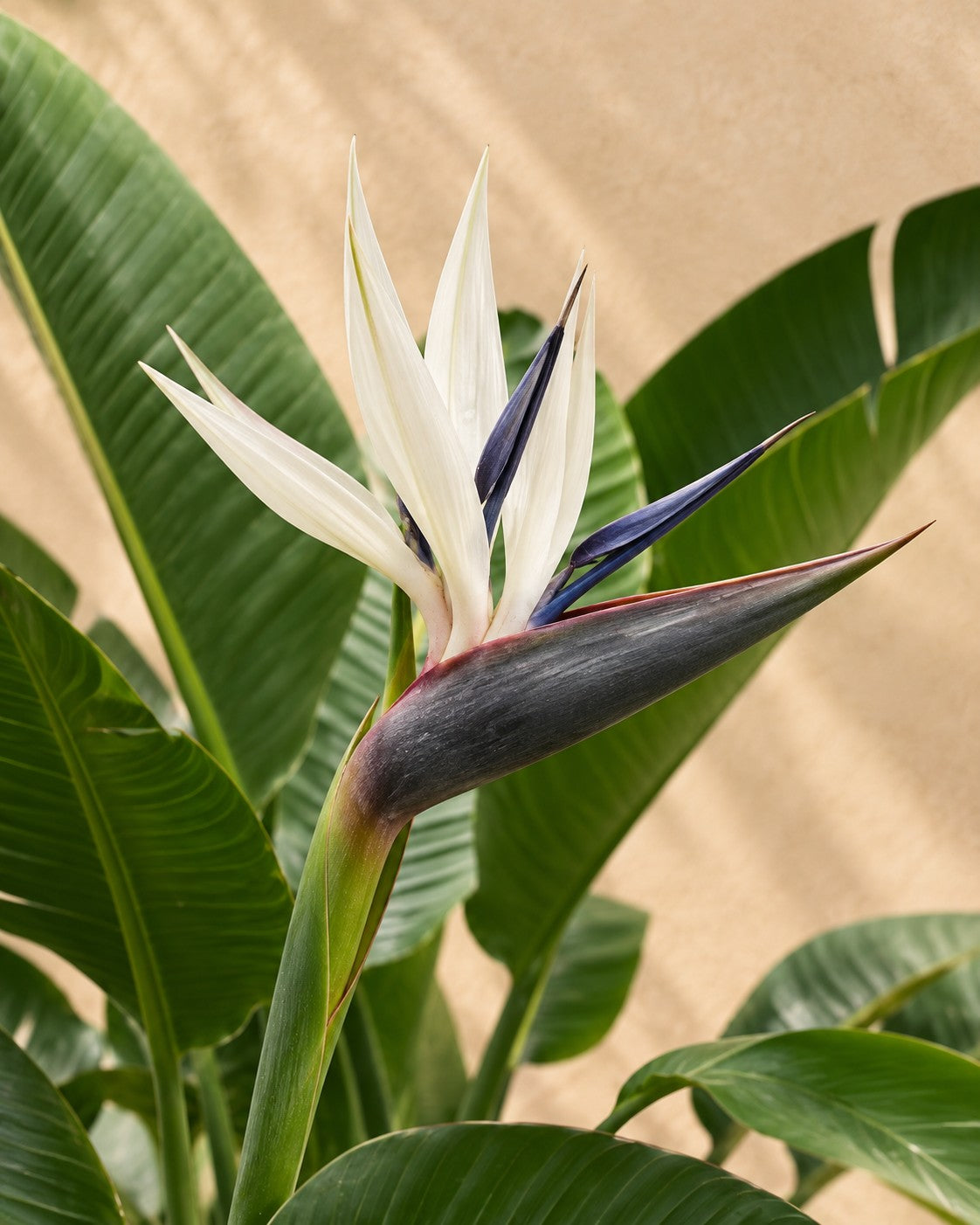 Bloem van de Strelitzia augusta XXL (Strelitzia alba)