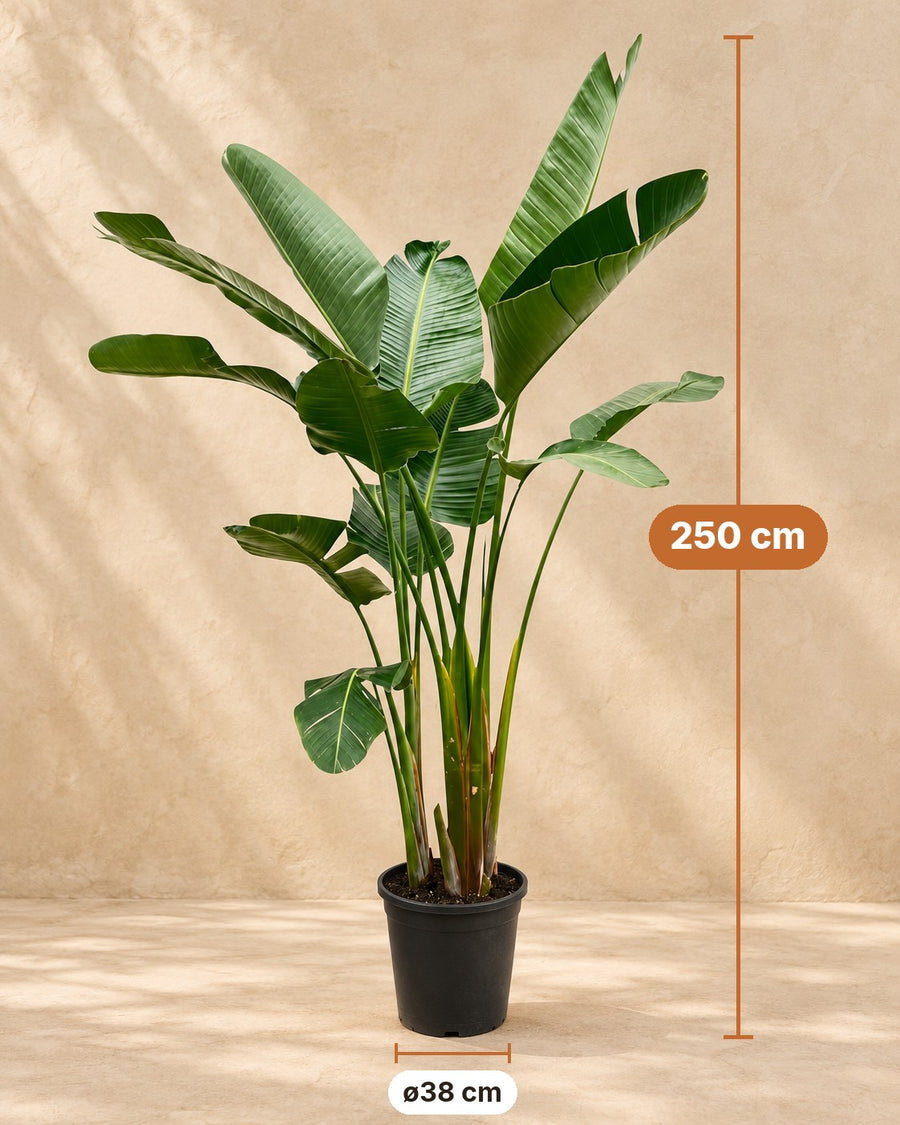 Strelitzia augusta XXL (vit paradisfågelblomma) 250 cm hög, kruka ø38 cm