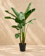 Strelitzia augusta XXL (Strelitzia alba), 250 cm hög i en 38 cm odlingskruka