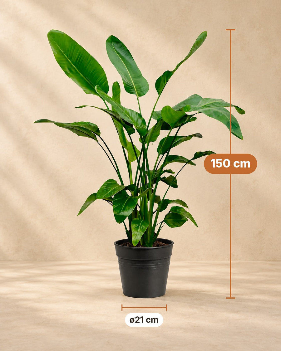 Strelitzia nicolai (witte paradijsvogel) 150 cm hoog, pot ø21 cm
