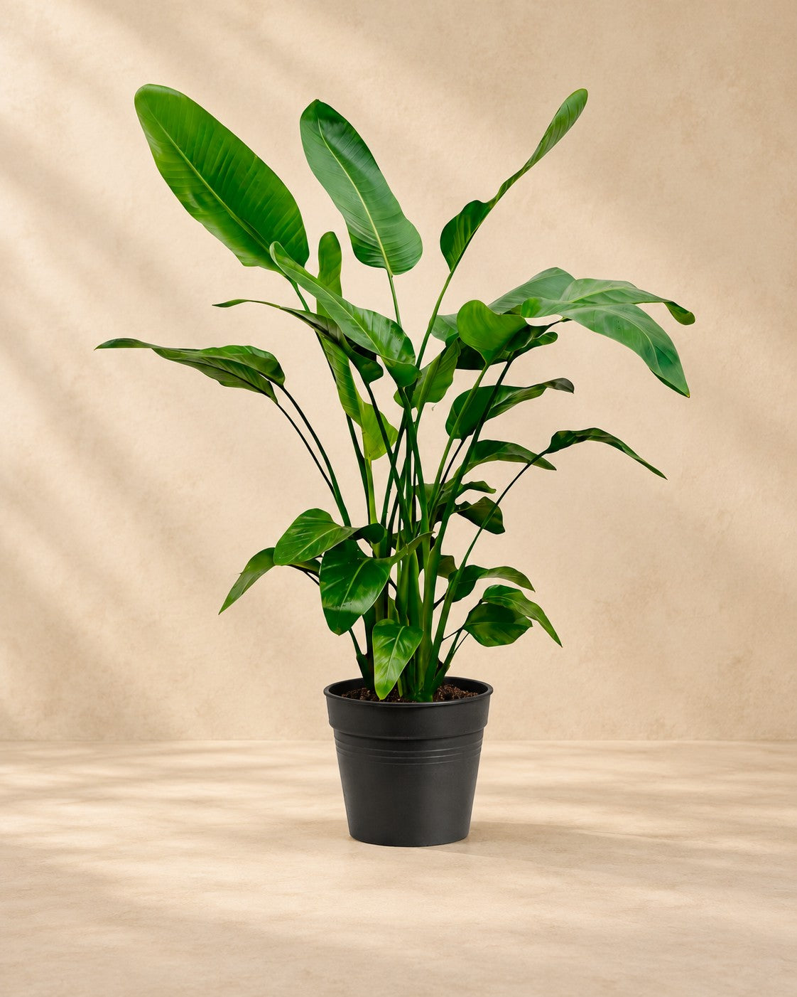Strelitzia nicolai van 150 cm hoog in kweekpot van 21 cm