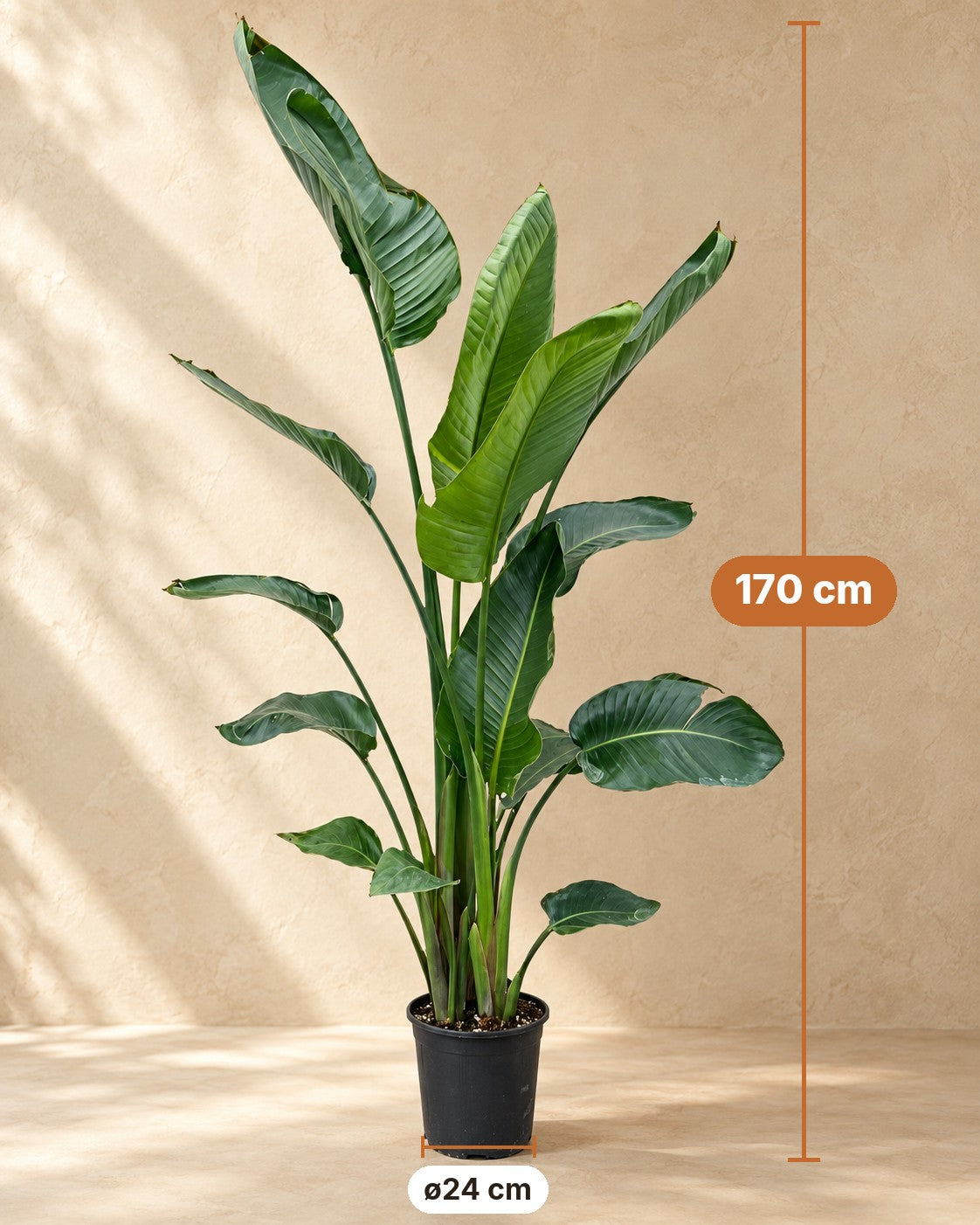 Afmetingen Strelitzia nicolai: 170 cm hoog, pot ø24 cm