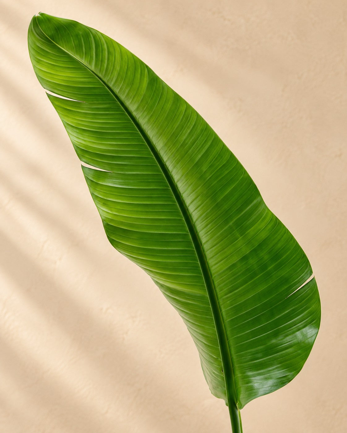 Close-up van het blad van de Strelitzia nicolai