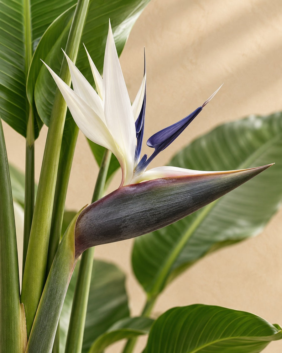 Strelitzia nicolai (witte paradijsvogel) 200 cm hoog, pot ø27 cm
